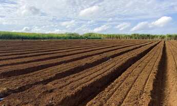 Imagem 6: Chácara 2 hectares DF 220