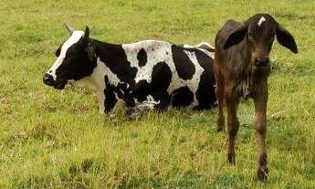 Imagem 2: Chácara em Bandeirantes /PR