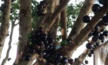 Imagem 3: Casa com 4 dormitórios à venda, 400 m² por R$ 2.200.000,00 - Capital Ville - Jundiaí/SP