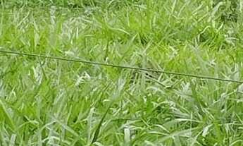 Imagem 2: Area 7 Alqueires(34,8 Hectares)escriturado,Poço Proprio,Terra De Cultura...