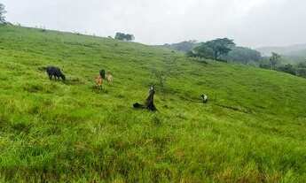 Imagem 7: Ótima oportunidade lindo sítio 5 alqueires