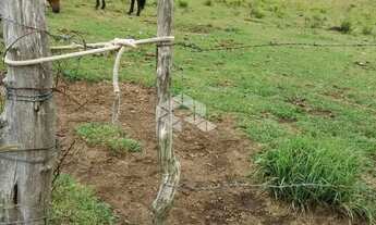 Imagem 5: Ótima área de terras em Lajeado Grande São Francisco de Paula