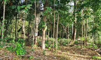 Imagem 2: Vendo terreno com igarape