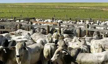 Imagem: Fazenda 15.000 hectares a venda em Itiquira