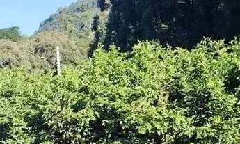 Imagem 3: Sítio / Chácara para Venda em Nova Petrópolis, São José do Caí