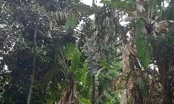 Imagem 6: CASA COM MINI SÍTIO