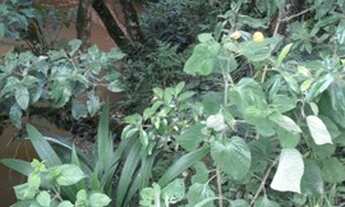 Imagem 2: ÁREA PARA FORMAR CHÁCARA