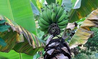 Imagem 4: Pertinho do pé da Serra chácara 1.800m² com uma casinha antiga e um barracão, Serra do Cip