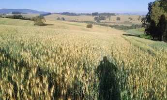 Imagem 3: Fazenda para Venda em Centro Careaçu-MG - 3220