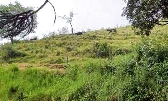 Imagem 6: 20 alqueires com muita pastagem