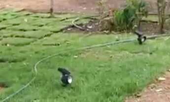 Imagem 2: Vende-se chácara de 04 alqueires