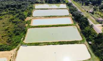 Imagem 6: Venda /Fazenda, Peixe, Alevinos Pres. figueiredo