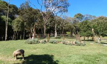 Imagem 6: Sítio 3hectares em Cambará do sul