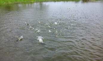 Imagem: Vendo Sítio na região de Rorainópolis