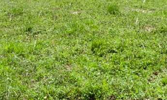 Imagem 7: Lote chácara em santo Estêvão