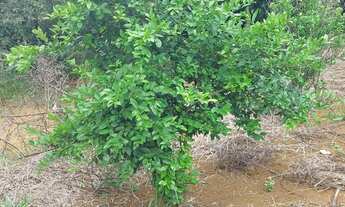 Imagem: Vendo ou troco lote