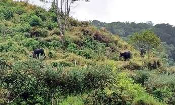 Imagem: 20 alqueires com muita pastagem