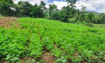 Imagem 4: Sítio na Estrada Linha Araripe em Gramado!