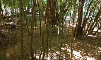 Imagem 7: Vendo sítio de 3 alqueires em sarapui SP