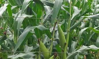 Imagem: FAZENDA A VENDA EM VILA APARECIDA. MUNICÍPIO