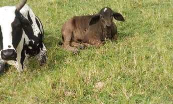 Imagem 3: Chácara em Bandeirantes /PR