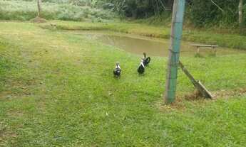 Imagem 4: Oportunidade única!lindo sítio no melhor lugar em Itaguaí