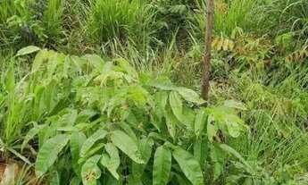 Imagem 5: FAZENDA (324 Hectares), EM VARGEM GRANDE MT