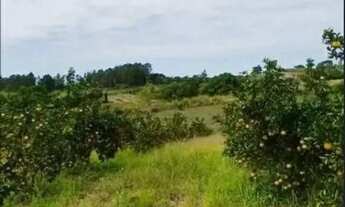 Imagem 4: Excelente sítio em São Vicente de Paula, Araruama Rj