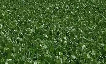 Imagem 5: Vendo Fazenda em São João da Aliança / Goiás!!!