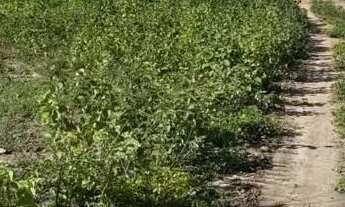 Imagem 6: FAZENDA EM IBIQUERA - 910 TAREFAS