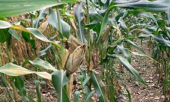 Imagem 4: Imóvel para venda tem 363000 metros quadrados em Centro - Graccho Cardoso - SE