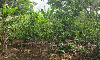 Imagem 2: Vendo maravilhosa fazenda no município de laje