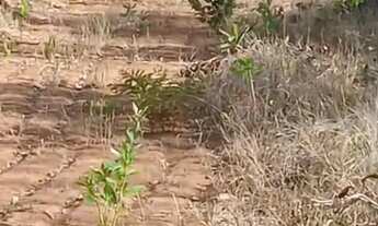 Imagem: Terreno 7. 000m2