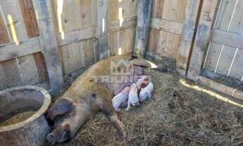 Imagem 4: Chácara e 11,5 hectares.!! st449