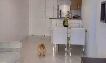 Imagem 2: APARTAMENTO DE 2 DORM, SENDO 1 SUITE, 1 VAGA EM BARREIROS - SÃO JOSÉ