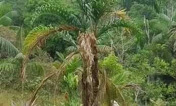 Imagem 5: Fazenda/Sítio/Chácara para venda possui 8799 metros quadrados em Lago Azul - Manaus - AM
