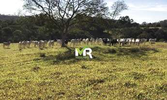 Imagem 4: Fazenda de 42 alqueires (207 hectares) - Pires do Rio - Go