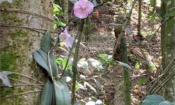 Imagem 7: Área de Terra à venda em Chácara Arantes - SP