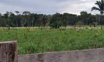 Imagem 4: Fazenda a venda com 250 hectares