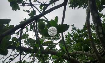 Imagem 2: Venda - Sítio - Machadinho D'Oeste - 30 Alqueires