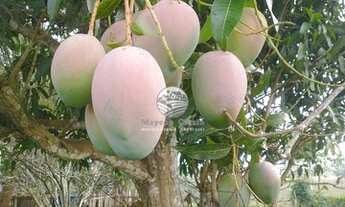 Imagem 3: Venda - Sítio - Machadinho D'Oeste - 30 Alqueires