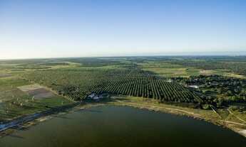 Imagem 7: Excelente Fazenda de coqueiros com 38 hectares de coqueiros plantado em produção