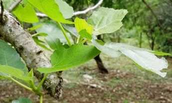 Imagem 5: Chácara particular a venda