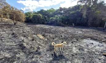 Imagem 3: Sitio de 1000M em areias divisa com Pedro Leopoldo, oportunidade