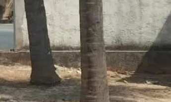 Imagem 6: Vendo terreno 750m² Jd Tarraf/Aclimação