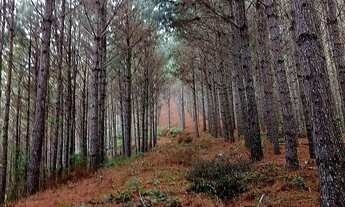Imagem 5: Fazenda de Pinus à venda em Adrianópolis/PR 200 hectares