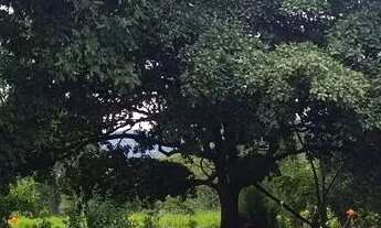 Imagem 3: Chácara cai Saras água limpa Goiás Pirenópolis