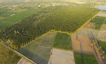 Imagem: Excelente Fazenda de coqueiros com 38 hectares
