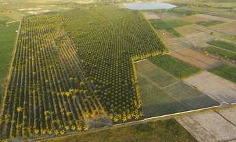 Imagem 6: Excelente Fazenda de coqueiros com 38 hectares de coqueiros plantado em produção