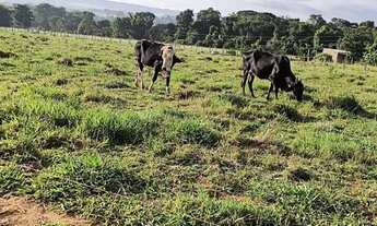 Imagem: Chácara de 5.5 Hectares na Pedra Fundamental